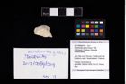 Foto (Objekt + Etikett) von Konidromites gibbus (Reuss, 1858)  (NHMW-GEO-2017-0089-0019)